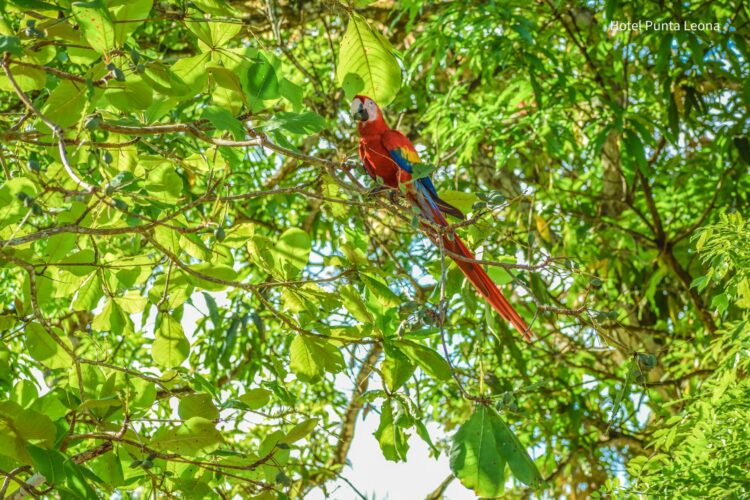 Annual Count Identified Population of More than 2 Thousand Scarlet Macaws in the Costa Rican Central Pacific