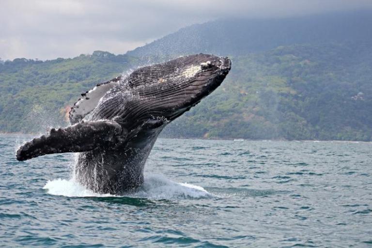 Whale Watching In Costa Rica: An Incredible Experience