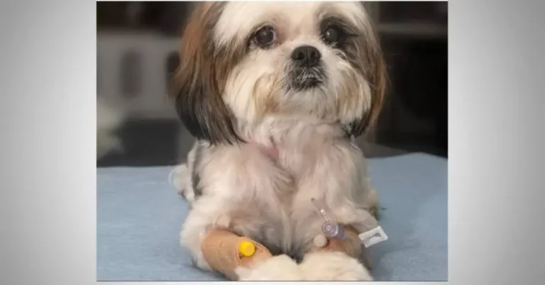 A 7-Year-Old Shitzu From Costa Rica is the First Dog in Central America to Receive a Pacemaker
